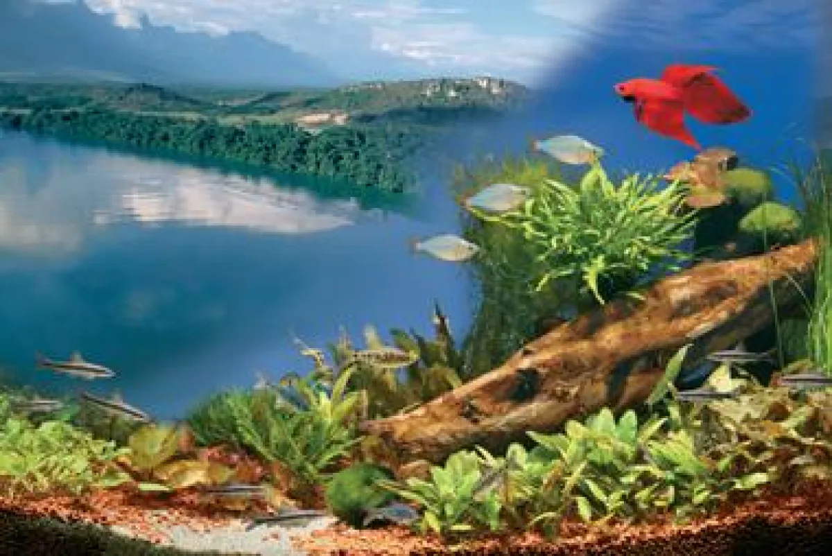 Das Biotop-Aquarium Asien und seine typischen Bewohner - die Zwergfadenfische. In ihrer natürlichen Umgebung bevorzugen sie Tümpel und langsam fließende, sauerstoffarme Gewässer.