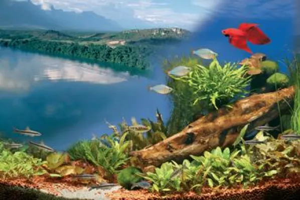 Bild: Aquarium – das Wohlfühl-Programm