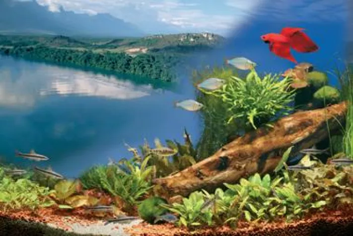 Bild: Aquarium – das Wohlfühl-Programm