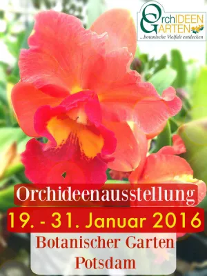 Bild: Faszination Orchideen im Bot. Garten Potsdam mit aussergewöhnlicher Lycaste aus dem Orchideengarten