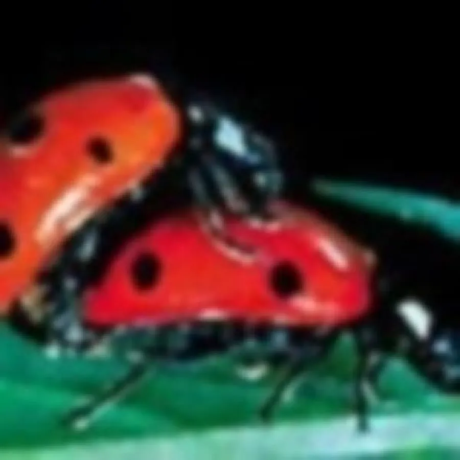 Singlebörsenvergleich Partnersuche