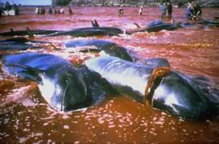 Bild: Grindwal-Massaker auf den Färöern vor dem Ende?