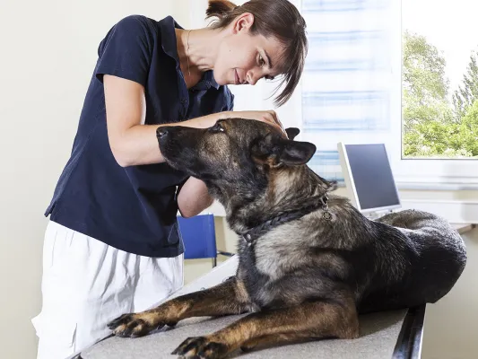 Bild: Übernahme einer Kleintierpraxis in Hemau, Landkreis Regensburg