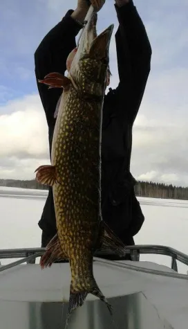 Bild: Ein wahrer Genuss - Hecht - Gourmetkoch Mathias Fischer in Finnland
