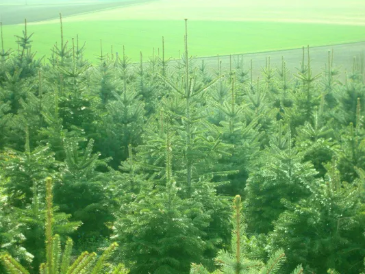 Nachhaltiger Weihnachtsbaumanbau in Deutschland Bild: Nachhaltiger Weihnachtsbaumanbau in Deutschland