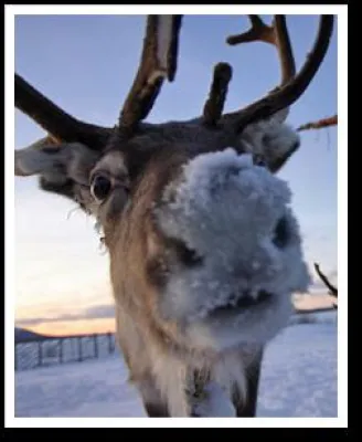 Bild: Lappland individuell entdecken - eine Reise ins Land des Schnees