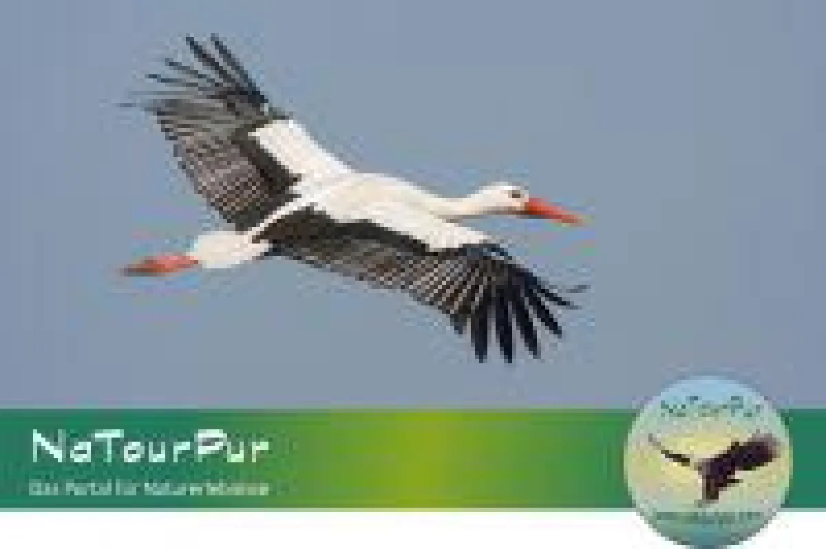 Bildquelle: Weißstorch © Joachim Neumann - Fotolia