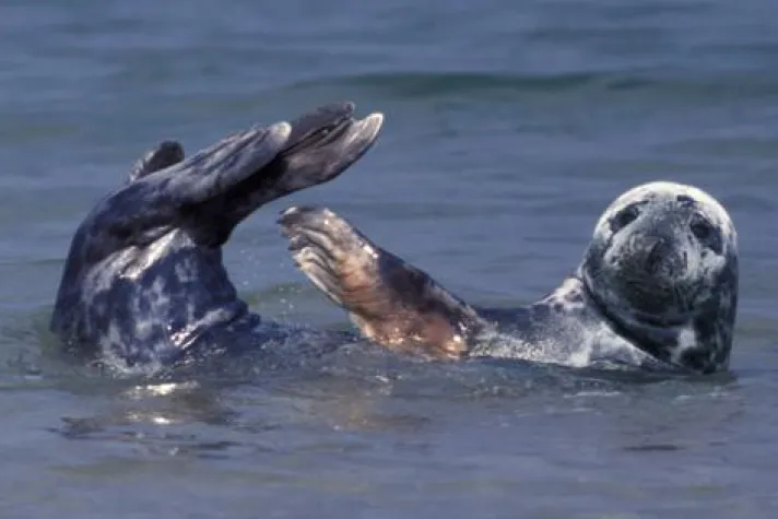 Bild: Mit WWF und Deepwave heimische Wale und Robben entdecken