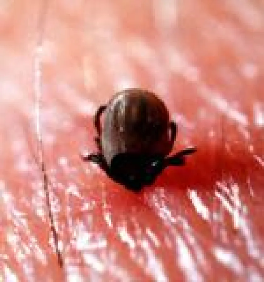 Zecken goes Hollywood - Gefahr für Hunde & Katzen