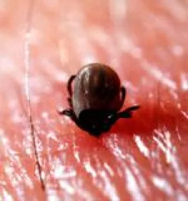 Bild: Zecken goes Hollywood - Gefahr für Hunde & Katzen