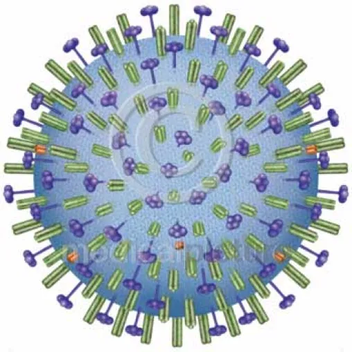 Bild: Der Pandemie auf der Spur - der neue Grippevirus bei medicalpicture