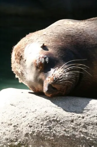 Bild: Seltsame Todesfälle im Tiergarten Nürnberg // Tierrechtsorganisation hinterfragt Aussagen des Zoodirektors