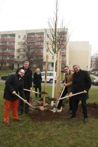 Drei Winterlinden für die Stadt Erfurt Bild: Drei Winterlinden für die Stadt Erfurt