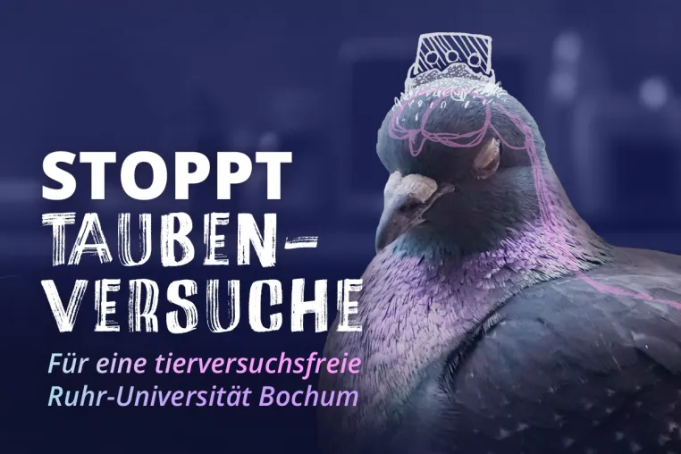 Bild: Tauben leiden an der Ruhr-Universität Bochum in qualvollen und sinnlosen Tierversuchen