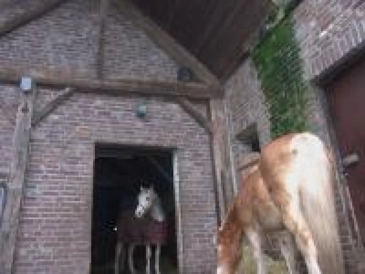 Der Marathonwinter hat das Dach des BDT-Tierheims in Weeze beschädigt - Wasser dringt ein