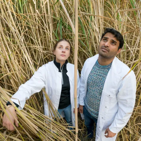 Bioökonomie: Handbuch zeigt Potenziale und Herausforderungen Bild: Bioökonomie: Handbuch zeigt Potenziale und Herausforderungen