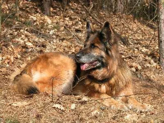 Bild: Schnupfen, Husten, Fieber: Wenn sich Hunde mit Erkältungen plagen