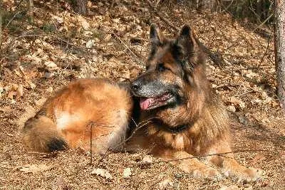 Bild: Schnupfen, Husten, Fieber: Wenn sich Hunde mit Erkältungen plagen