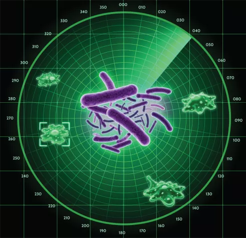 Bild: Schutzradar für Bakterien