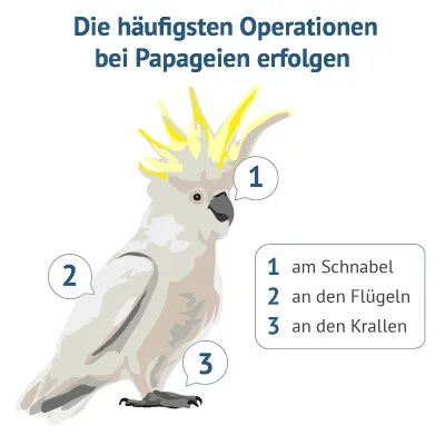 Bild: Frisch reingeflattert: Die Papageien- und Sittichversicherung – jetzt neu bei vergleichen-und-sparen.de