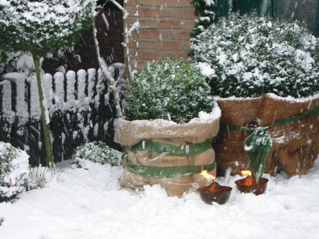 Viele Pflanzen brauchen Schutz für harte Winter, Einpacken in Jutesäcke kann helfen Foto: www.casaplanta.de
