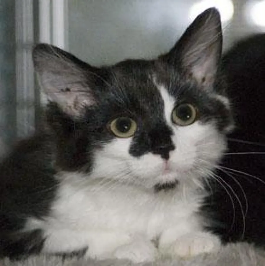 gerettetes Katzenkind