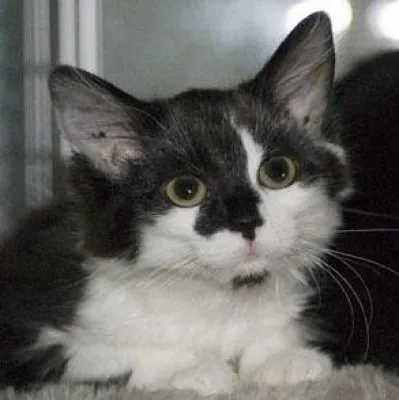 Bild: Katzenschwemme - kein Ende in Sicht