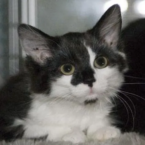 Bild: Katzenschwemme - kein Ende in Sicht