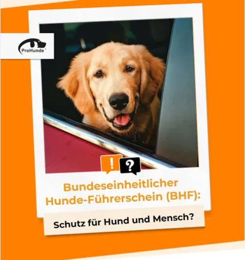 Bild: Verpflichtender Hundeführerschein in NRW: ProHunde e. V. fordert Evidenzbasis statt Schnellschuss