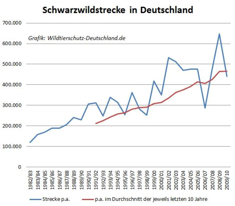 Trotz intensiver Jagd kein Rückgang der Bestände