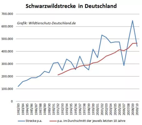 Bild: Mehr Jagd, mehr Wildschweine