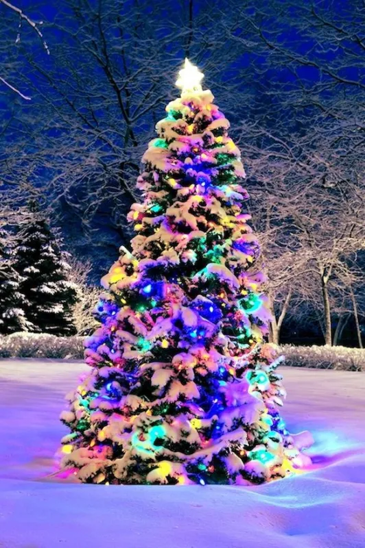 Nadelbäume: Glamourfaktor zu Weihnachten ? Alleskönner im Alltag (Copyright: fotolia/AGR)