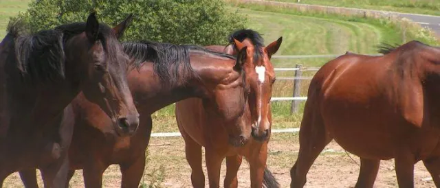 Bild: Michael Aufhauser als Gastdozent und Schirmherr der Europäischen Pferde Akademie