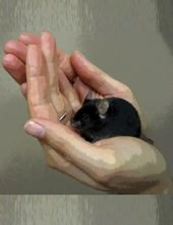 In sicheren Händen: Ein neues Tiermodell zeigt das 