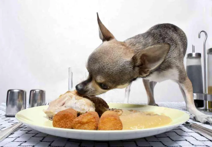 Naschwerk-No-Gos für den Hund – Über Weihnachtsschlemmereien, die besser nicht im Napf landen Bild: Naschwerk-No-Gos für den Hund – Über Weihnachtsschlemmereien, die besser nicht im Napf landen
