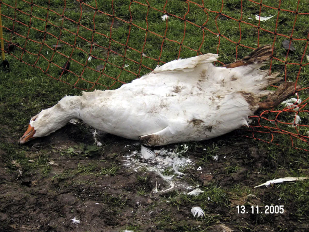 Nach vielen Jahren der Freiheit das erste Mal einesperrt hat sich diese Gans im Vogelschutznetz erwürgt