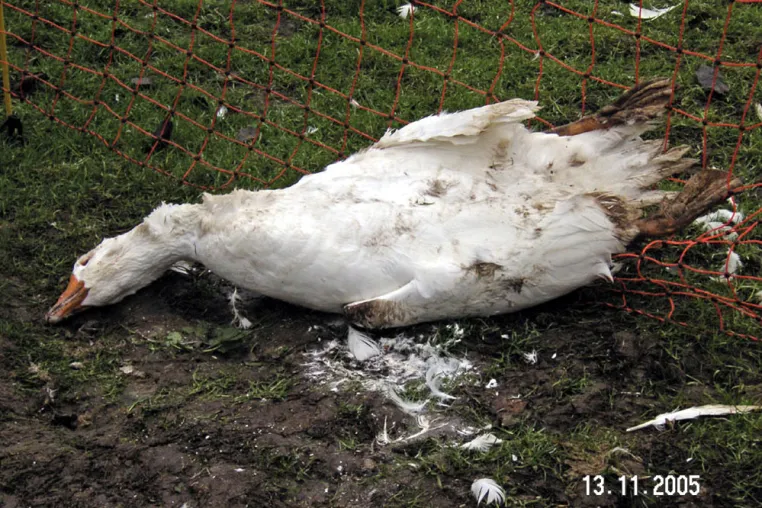 Bild: Vogelgrippe in Deutschland: 11% totes Geflügel durch Aufstallung - finanzieller GAU für Hobbyhalter