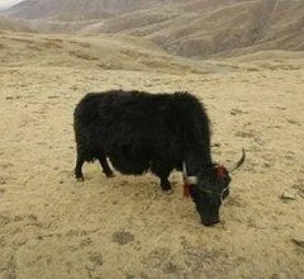 Bild: Zusammenstoß zwischen Bewohnern und Bergleuten in Tibet - Dürre und Insektenplage auf dem Dach der Welt