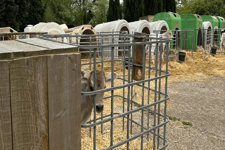 Bioland-Landwirt hält Kälber in aufgeschnittenen Glascontainern - ANINOVA deckt Missstände auf Bild: Bioland-Landwirt hält Kälber in aufgeschnittenen Glascontainern - ANINOVA deckt Missstände auf