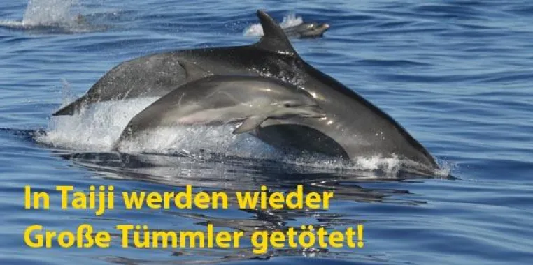 Burda unterstützt Weihnachts-Charity-Aktion für Wal- und Delfinschützer – Erneut Delfinmord in Taiji Bild: Burda unterstützt Weihnachts-Charity-Aktion für Wal- und Delfinschützer – Erneut Delfinmord in Taiji