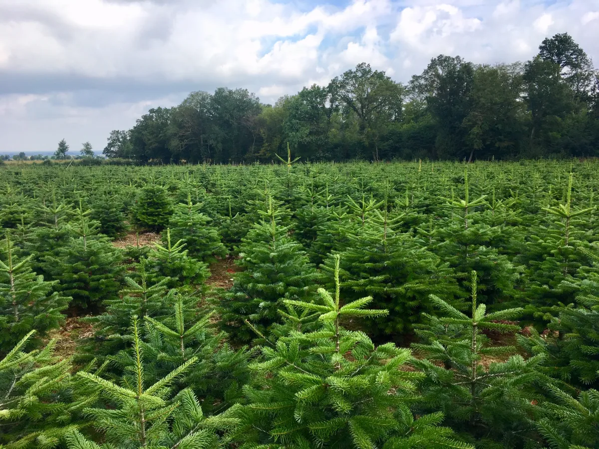 PADERBÄUMCHEN werden regional in OWL angebaut. (© MARTINS PADERBÄUMCHEN)