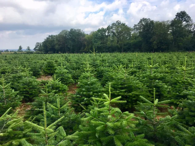 Bild: Oh Tannenbaum, wie schön blüht es ringsherum!