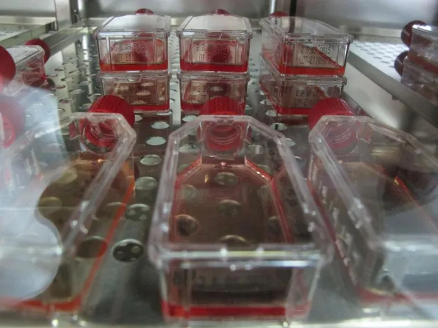 Zellfabrik Hamsterzellen Bild: Zellfabrik Hamsterzellen