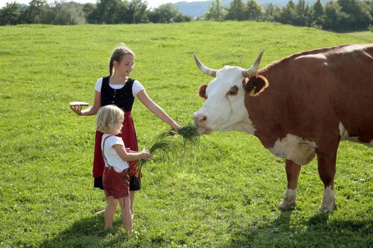 Knapp die Hälfte der deutschen Bio-Milchproduktion kommt von bayerischen Bauernhöfen. Bildquelle: LVBM, Landesvereinigung der Bayerischen Milchwirtschaft