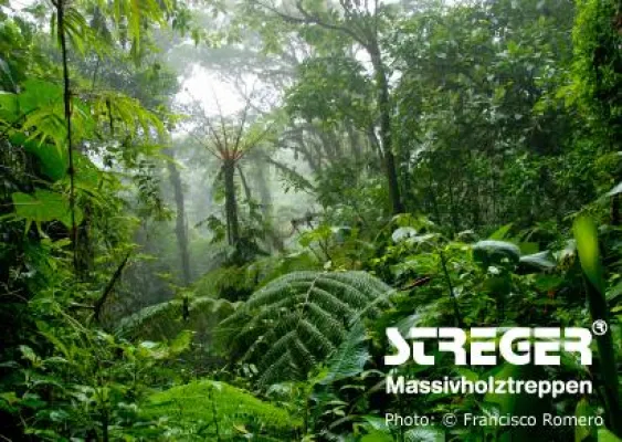 Bild: Treppenhersteller STREGER® engagiert sich für den Regenwald