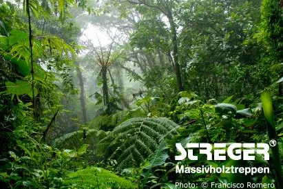Treppenhersteller STREGER® engagiert sich für den Regenwald Bild: Treppenhersteller STREGER® engagiert sich für den Regenwald