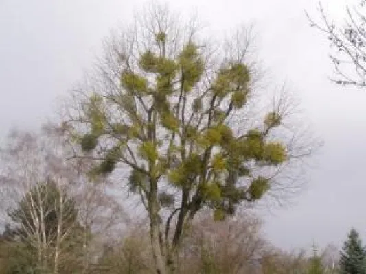 Krebs und Naturheilkunde – trotz positiver Ergebnisse kein Ende der Diskussion Bild: Krebs und Naturheilkunde – trotz positiver Ergebnisse kein Ende der Diskussion