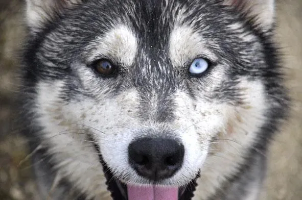 Bild: Huskys live erleben auf der Schwäbischen Alb