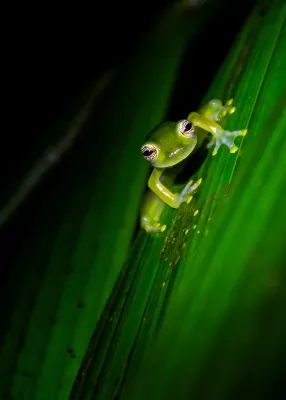 Bild: Costa Ricas Tierwelt im Botanischen Garten - Fotoausstellung in den Gewächshäusern