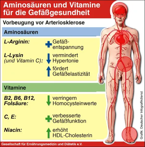 Bild: Gesunde Gefäße mit Aminosäuren und Vitaminen